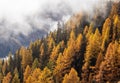 Orange Autumn Larch trees forest with fog above Royalty Free Stock Photo