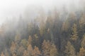 Orange Autumn Larch trees forest with fog above