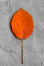 Orange autumn leaf on a gray plaster background