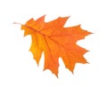 Orange autumn leaf isolated on a white background. Northern Red Oak Royalty Free Stock Photo