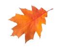 Orange autumn leaf of Northern Red Oak isolated on a white background Royalty Free Stock Photo