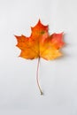 Orange autumn leaf