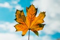 Orange autumn leaf Royalty Free Stock Photo