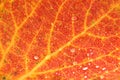 Orange Autumn leaf with ribs and veins covered by waterdrops