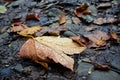 Orange autumn leaf with water drops lies on wet black ground in autumn in forest in twilight Royalty Free Stock Photo