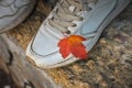 Orange autumn leaf on a white sneaker, autumn