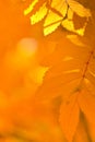 Orange autumn leaves Royalty Free Stock Photo
