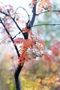 Orange autumn leaves from Koehne mountain ash, White Fruited Chinese Rowan, Sorbus koehneana, with many white berries