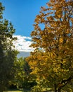 Orange autumn leaves on a maple tree against a blue sky Royalty Free Stock Photo