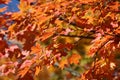 Orange Autumn Leaves on tree