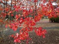 Orange autumn leaves on tree in park