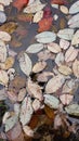 Orange autumn leaves in water. Abstract background for your stories