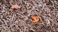 Orange autumn maple leaf on crushed cedar tree bark texture background closeup. Pieces of trunk. Old tree bark Royalty Free Stock Photo