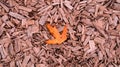 Orange autumn maple leaf on crushed cedar tree bark texture background closeup. Pieces of trunk. Old tree bark Royalty Free Stock Photo