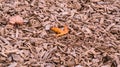 Orange autumn maple leaf on crushed cedar tree bark texture background closeup. Pieces of trunk. Old tree bark Royalty Free Stock Photo