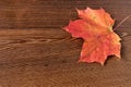 Orange autumn maple leaf on a wooden surface. Autumn nature close-up. Royalty Free Stock Photo