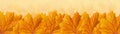 Orange autumn maple leaves, panorama Royalty Free Stock Photo