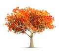 An orange autumn maple tree isolated 3D illustration Royalty Free Stock Photo