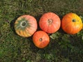 Autumn concept with pumpkin. Huge orange-yellow pumpkins.