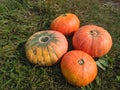 Autumn concept with pumpkin. Huge orange-yellow pumpkins.