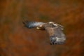 Orange autumn scene with bird of prey. Face flight Steppe Eagle, Aquila nipalensis, birds with autumn forest in background. Animal Royalty Free Stock Photo