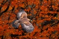 Orange autumn scene with bird of prey. Face flight White-tailed Eagle, Haliaeetus albicilla, birds with autumn forest in