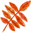 Orange autumn single ash leaf hand-drawn with watercolor strokes