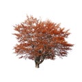 Orange autumn tree isolated on white Royalty Free Stock Photo