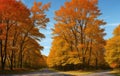 Orange autumn trees along the road against a blue sky Royalty Free Stock Photo