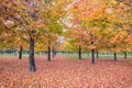 Orange autumn trees where the ground is covered by the leaves Royalty Free Stock Photo