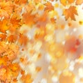 Orange autumnal branch of tree on abstract background