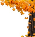 Orange autumnal branch of tree on isolated background