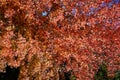 Orange autumnal leaves on a maple tree