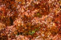 Orange autumnal leaves on a maple tree.