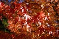 Orange autumnal leaves on a maple tree