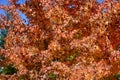 Orange autumnal leaves on a maple tree