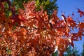 Orange autumnal leaves on a maple tree