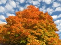 Orange Autumnal Tree and Clouds