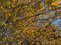 Orange Autumnal Tree in September in Autumn