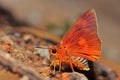 Orange Awlet butterfly Royalty Free Stock Photo