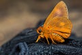 Orange Awlet butterfly Royalty Free Stock Photo