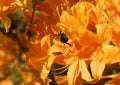 Orange azalea flowers and a busy bee Royalty Free Stock Photo