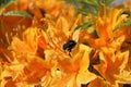 Orange azalea flowers and a busy bee Royalty Free Stock Photo