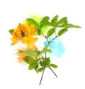 Orange azalea rhododendron flower and green leaves with hand painted watercolor blot spot isolated on white paper. Photo with free