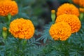 Orange aztec marigold flowers, tagetes erecta