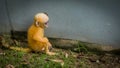 Orange baby Duskey Monkey sitting on ground in front of wall