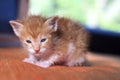 Orange baby kitten Royalty Free Stock Photo