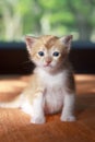Orange baby kitten Royalty Free Stock Photo