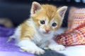 Orange baby kitten. Royalty Free Stock Photo