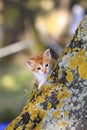 Orange baby kitten Royalty Free Stock Photo